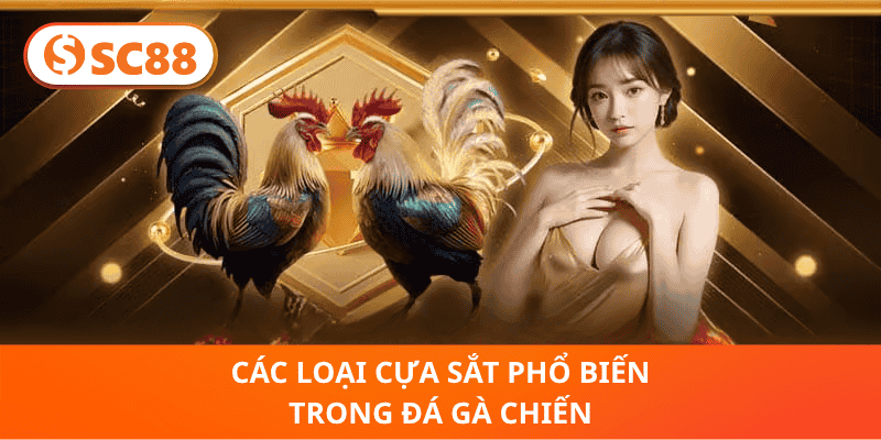 Các Loại Cựa Sắt Phổ Biến Trong Đá Gà Chiến