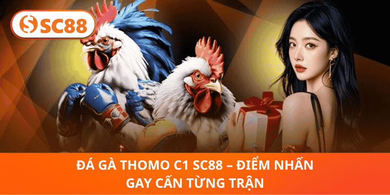 Đá Gà Thomo C1 SC88 – Điểm Nhấn Gay Cấn Từng Trận