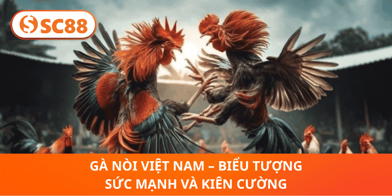 Gà Nòi Việt Nam – Biểu Tượng Sức Mạnh Và Kiên Cường