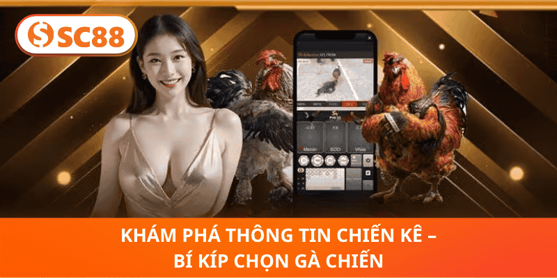 Khám Phá Thông Tin Chiến Kê – Bí Kíp Chọn Gà Chiến
