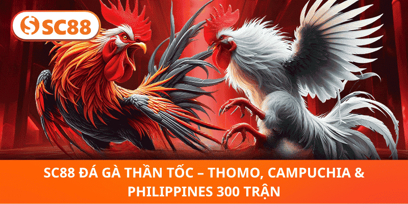 SC88 Đá Gà Thần Tốc – Thomo, Campuchia & Philippines 300 Trận